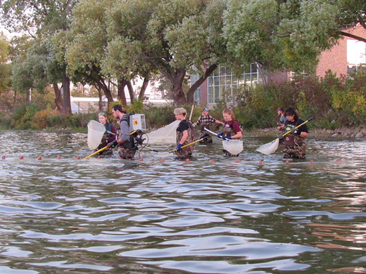 American Fisheries Society students E-Fishing